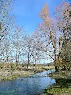 la Bourne à "Newton Tony".