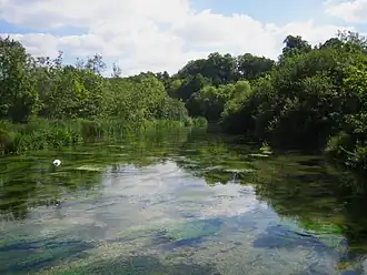 Rivière dans paysage arboré et verdoyant, avec plantes aquatiques en surface