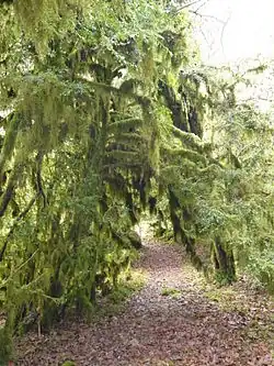 Végétation sur les berges de l'Arros près de sa source