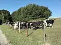 pré à vaches.