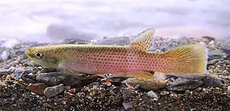 Description de l'image Rivulus magdalenae (16795911841).jpg.