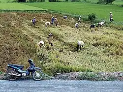 Fauchage du riz dans la région de My Tho.