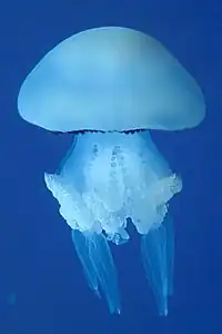 Rhizostoma pulmo, une Rhizostomatidae