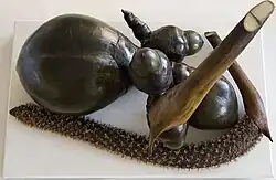 Un gros fruit brun foncé brillant et trois fruits plus petits, une spathe jaune verdâtre dont la coupe laisse apparaître une masse blanche, une panicule allongée couverte de petites fleurs