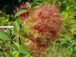 Galle de Diplolepis rosae nommée « bédégar ».