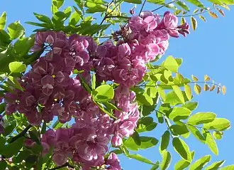 Description de cette image, également commentée ci-après