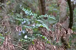 Vue de l'arbre (jeune) dans un fourré.