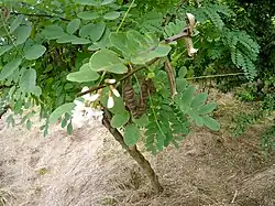 Fleurs, feuilles nouvelles et gousses de l'année précédente.