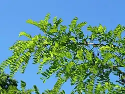 Une branche de faux-acacia.