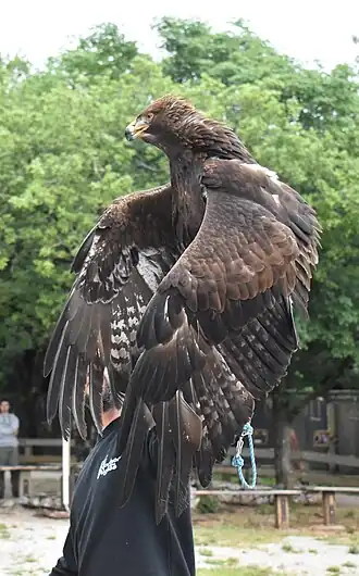 Image illustrative de l’article Rocher des aigles