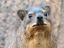 Daman du Cap et ses incisives