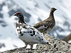 Deux oiseaux de taille moyenne de profil et de la famille des Lagopèdes alpins sur un rocher. Celui au premier plan a le corps blanc, des taches et la tête noire et le dessus des yeux rouges. L'autre a un plumage brun, gris et blanc.