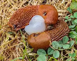 Arion rufus copulant.