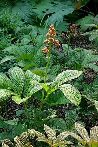 Description de l'image Rodgersia pinnata - Savill Garden - Windsor Great Park, England - DSC06454.jpg.