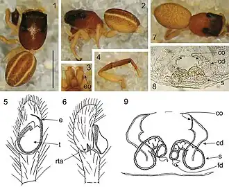 Description de l'image Rogmocrypta elegans (10.3897-zookeys.697.13381) Figures 1–9.jpg.