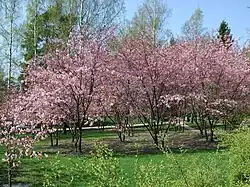 Jardin japonais, Roihuvuorentie 12-16.
