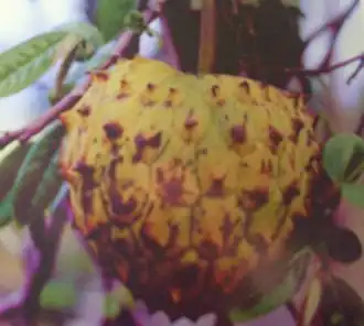 Description de cette image, également commentée ci-après