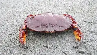 Romaleon antennarium