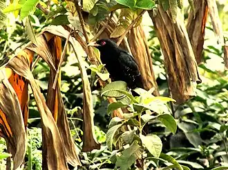 Description de l'image Romanticized bird in literature - Asian Koel.jpg.