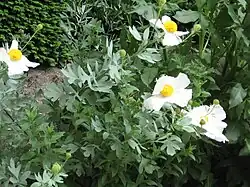 Feuilles pennatiséquées et fleurs.