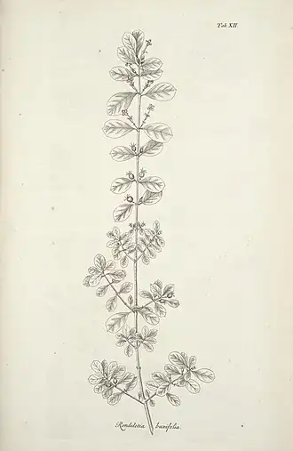 Description de l'image Rondeletia buxifolia Vahl 1798.jpg.