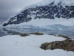 Rookerie de manchots papous à Neko Harbour dans la Péninsule Antarctique décembre 2016. On distingue les sentiers qui relient les rookeries entre elles et à la mer.