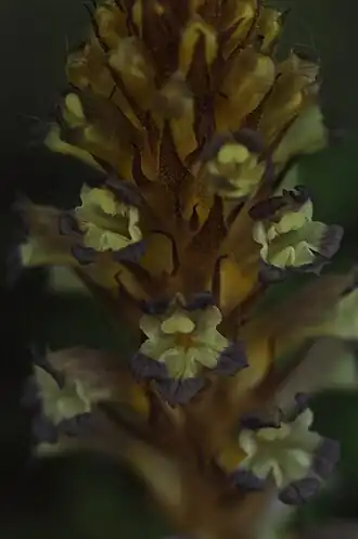Description de l'image Root parasitic plant Grenie’s bromrape (Orobanche grenieri F. W. Schultz).jpg.