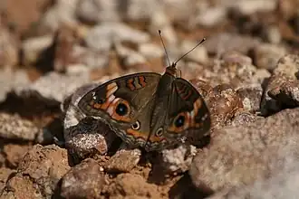 Papillon ocellé.