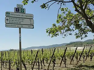 La véloroute dans le vignoble alsacien à Rorschwihr