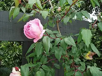 Image illustrative de l’article Souvenir de Madame Léonie Viennot