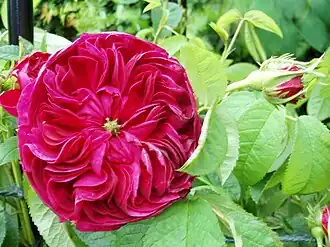 Image illustrative de l’article Charles de Mills