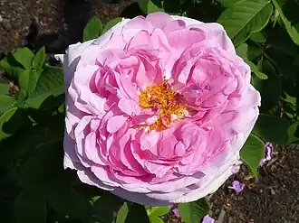 Image illustrative de l’article Comte de Chambord (rose)