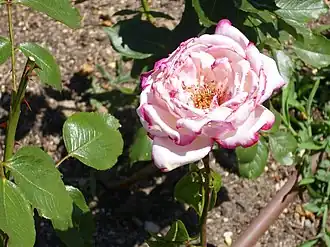 Image illustrative de l’article Condesa de Mayalde