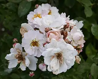 Image illustrative de l’article Daphne (rose)