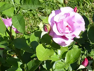 'Dioressence' (Delbard 1984).