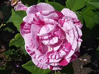 Image illustrative de l’article Ferdinand Pichard