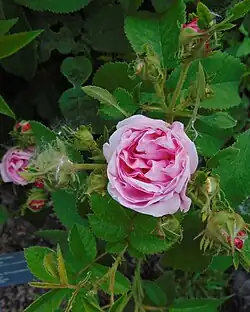 'La Ville de Bruxelles' 1837, groupe: Centifolia, rose de Damas.