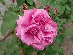 'Lily Mestschersky', 1878