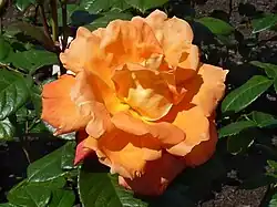 ʽLouis de Funès’ (Meilland, 1984).