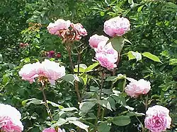 'Madame Ernest Calvat' (1888).