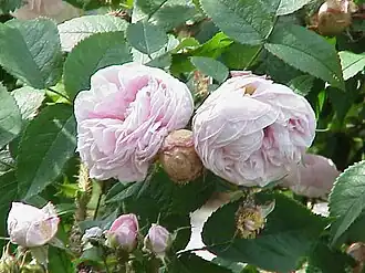 ʽMadame Louis Lévêque’ (1898), à Cologne.