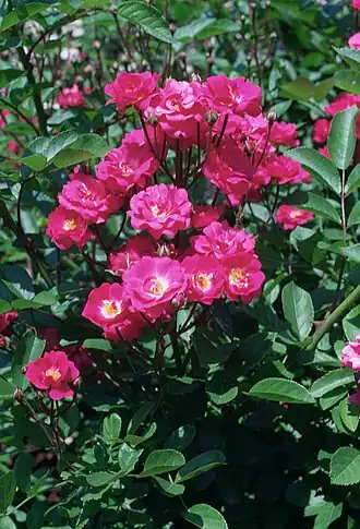 Image illustrative de l’article Madame Norbert Levavasseur