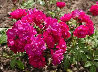 Image illustrative de l’article Pierre Cormier