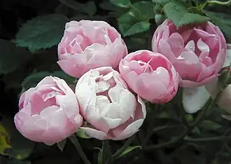 Image illustrative de l’article Raubritter