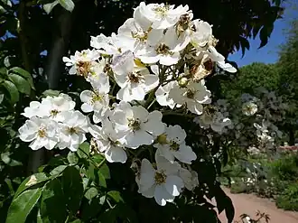 Image illustrative de l’article Seagull (rose)