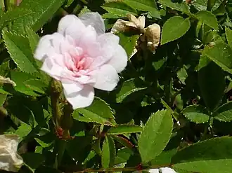 Rose 'Si', miniature, P. Dot 1957, à la roseraie du parc de l'Ouest de Madrid.