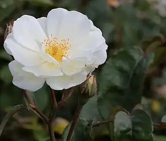 Image illustrative de l’article Moonlight (rose)