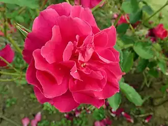 Image illustrative de l’article Bardou Job