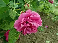 'Beauté de Versailles' (1842).