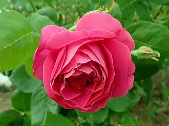 Image illustrative de l’article Beauté de Versailles